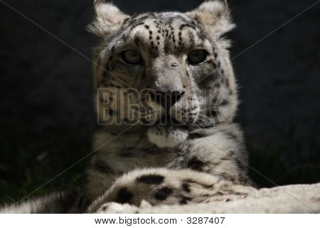 Snow Leopard