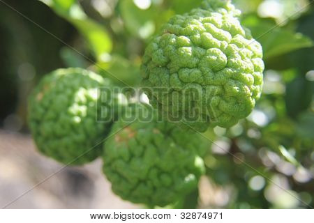 Kaffir Limes op boom