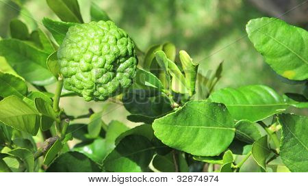 Pojedynczy Kaffir wapno na drzewo