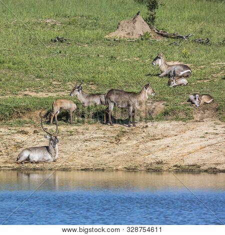 Common Waterbuck Small Group On Lake Side In Kruger National Park, South Africa ; Specie Kobus Ellip