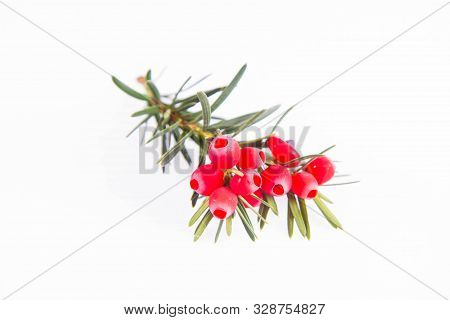 The Common Yew (taxus Baccata) Twig With Red Arils On A White Background
