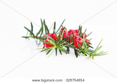 The Common Yew (taxus Baccata) Twig With Red Arils On A White Background