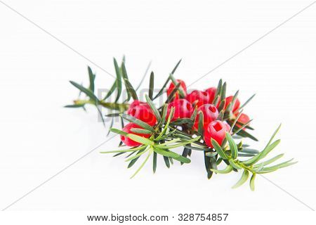 The Common Yew (taxus Baccata) Twig With Red Arils On A White Background