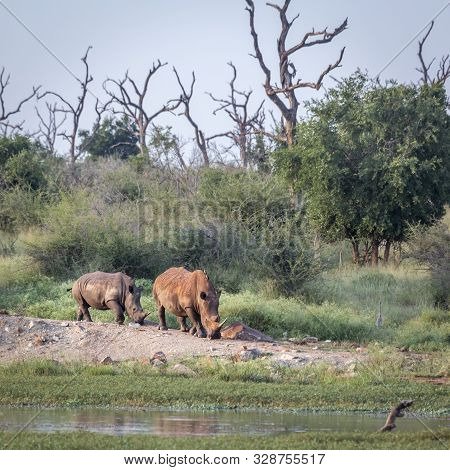 Two Southern White Rhinoceros Walking In Hlane Royal National Park Scenery, Swaziland ; Specie Cerat