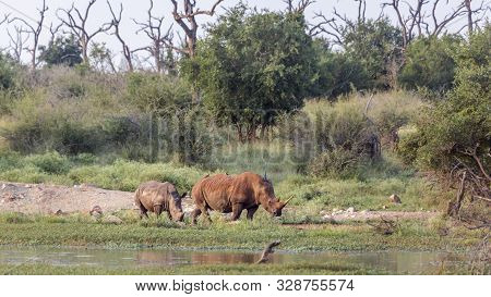 Two Southern White Rhinoceros Walking In Hlane Royal National Park Scenery, Swaziland ; Specie Cerat