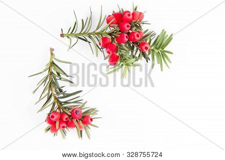 The Common Yew (taxus Baccata) Twig With Red Arils On A White Background