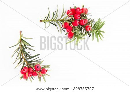 The Common Yew (taxus Baccata) Twig With Red Arils On A White Background