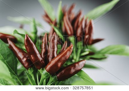 Chili Pepper Saltillo (capsicum Annum) Plant, With Lots Of Chilis On It. Ripe Red Hot Chili Peppers 
