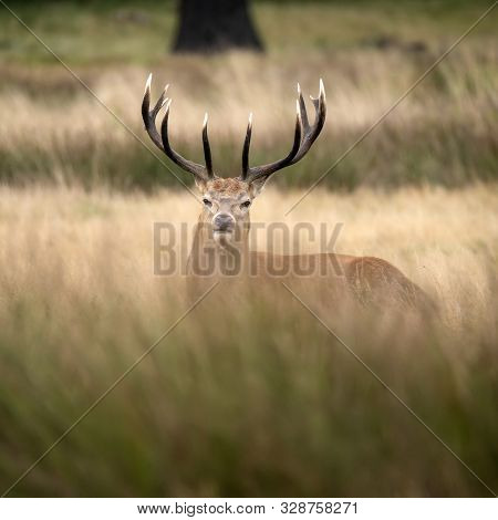 Beautiful Red Deer Stag Cervus Elaphus In Autumn Fall Woodland Landscape During The Rut Mating Seson