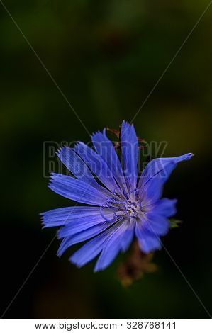Flower Of Common Chicory, Cichorium Intybus, Wild Chicory, Chicory, Edible Plant, Nature, Benefit, S