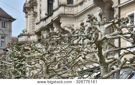 Beautiful Trees Platanus Trees With Large Branches On The Street Against The Background Of Houses In