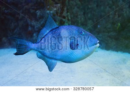 Blue Triggerfish (pseudobalistes Fuscus) In Sea Water.