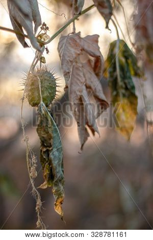 Ecballium Plant On A Branch With Dried Leaves. Selective Focus On A Round Fetus With Spikes.