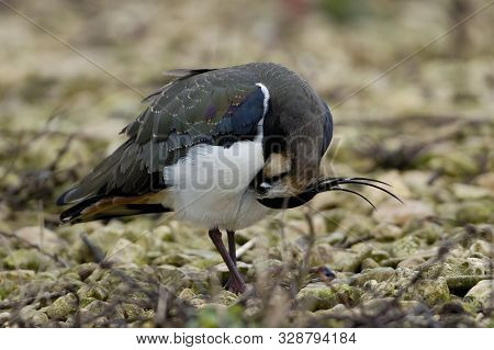 Northern Lapwing - Vanellus Vanellus 
Preaning On Gravel