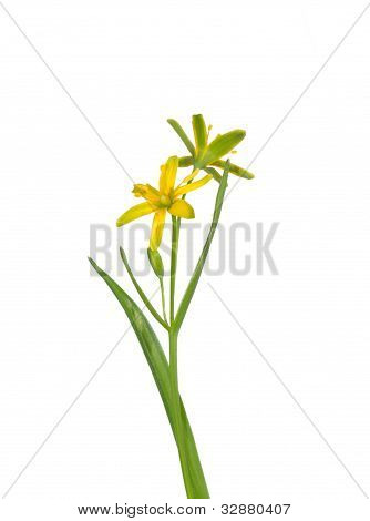 gelben Stern von Bethlehem (Gagea Lutea)