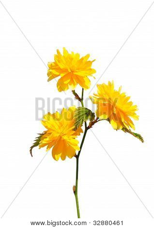 Kerria (kerria Japonica)