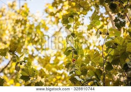 Close Up On A Plane Tree With Its Yellow And Green Leaves, In Autumn. Also Known As Sycamore, Or Pla