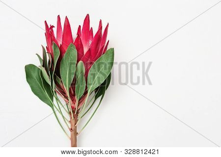 Exotic Big Flower Protea With Red Petals And Green Leaves On Lignt Concrete Background. Holiday Conc