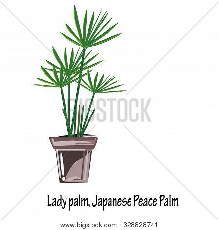 Bamboo Palm(rhapis Excelsa),lady Palm, Japanese Peace Palm Are By Far One Of The Easier Plants To Ca