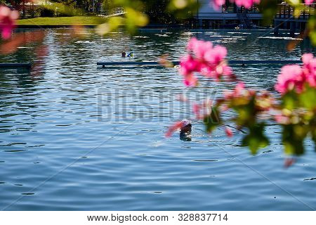 Heviz, Hungary - September 27, 2018: Balneological Therapeutic Lake Heviz In Hungary With Warm Water