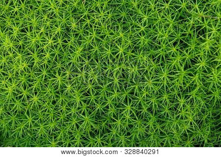 Green Moss Background . Star Moss (polytrichum Commune) Seen From Above