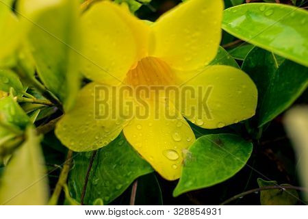 Beautiful Yellow Allamanda With Water After Rain