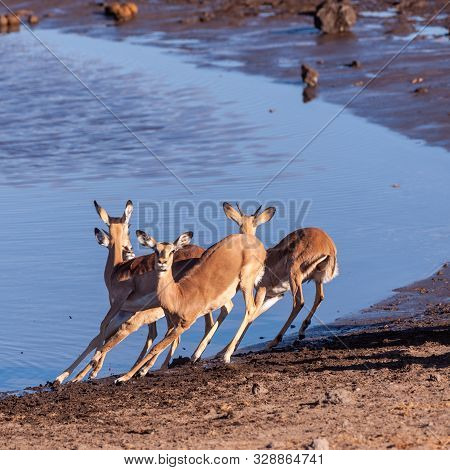 A Group Of Impalas -aepyceros Melampus- Running Nervously Around A Waterhole In Etosha National Park