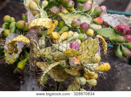 Opuntia Vulgaris Is A Species Of Cactus That Has Long Been A Domesticated Crop Plant Important In Ag