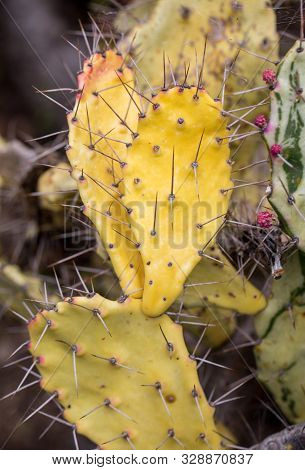 Opuntia Vulgaris Is A Species Of Cactus That Has Long Been A Domesticated Crop Plant Important In Ag