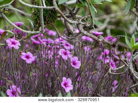 Matthiola Maderensis Is A Flowering Plant Species Of Stock In The Brassicaceae Family, Native And En