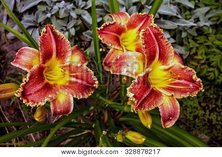 Red-yellow Flowers Of Daylily. Flower Of Joy. Close-up.