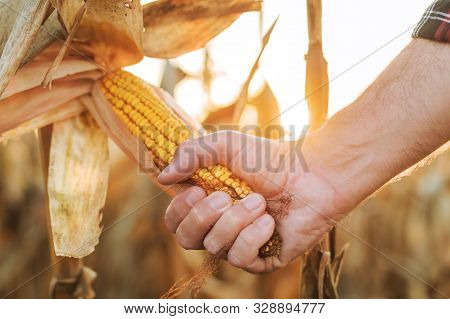 Maize Farmer Picking Ripe Ear Of Corn, Close Up Of Hand