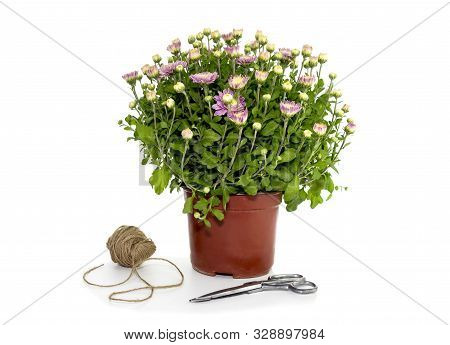 The Varietal Chrysanthemum With Delicate Lilac Flowers In A Pot On A White Background Close-up