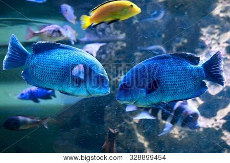 Blue African Cichlid, Lake Malawi. Sciaenochromis Fryeri Or Haplochromis Jacksoni.