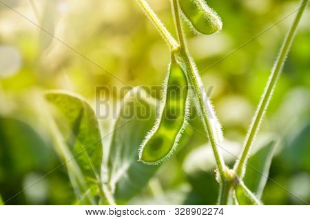 Young Green Pods Of Varietal Soybeans On The Stem Of A Plant In A Soybean Field In The Morning Durin