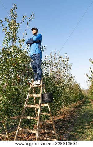 The Guy Stands Confidently At The Very Top Of The Stairs, Clasped Hands In An Apple Orchard, Vertica