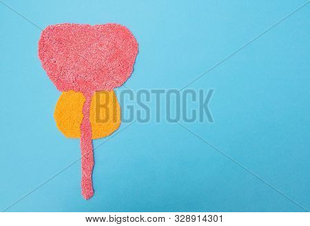 Prostate Anatomy On A Blue Background. The Concept Of Diseases Of The Prostate Adenoma And Prostatit