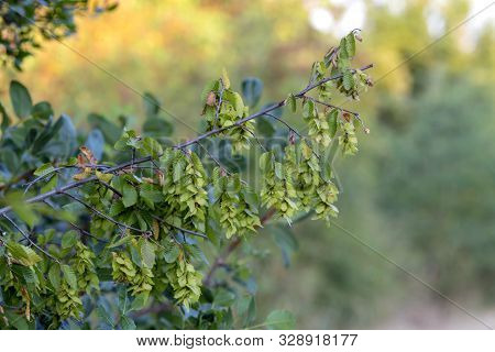 Flora Of Greece. European Hop-hornbeam (ostrya Carpinifolia) Grows In The Mountains In The Forest Cl