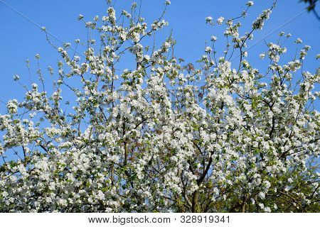 Blooming Apple Tree In The Spring Garden. Blooming Apple