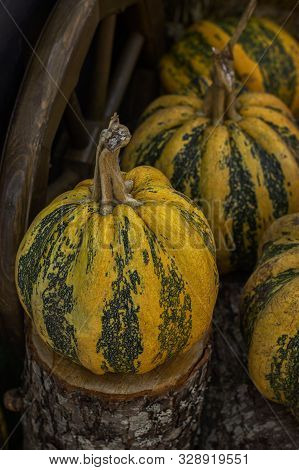 Striped Pumpkin On A Wooden Hemp. Yellow Green Stripes On Ripe Large Pumpkins, Vertical Vegetables