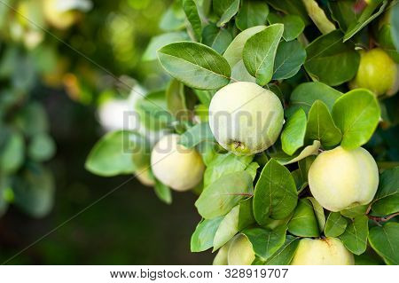 Ripe Quince Fruit Grows On A Quince Tree With Green Foliage In The Autumn Garden, Closeup. Harvest C