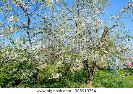 Blooming Apple Tree In The Spring Garden. Blooming Apple