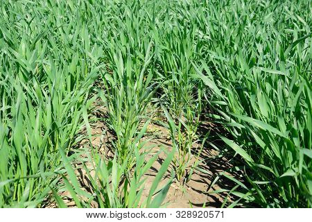 Stalks Of Young Wheat In The Field, Winter Wheat In Spring.