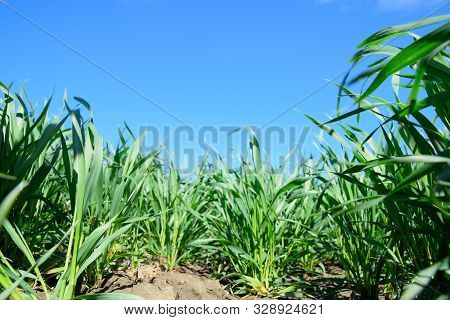 Young Sprouts Of Wheat Against The Blue Sky. Wheat Field