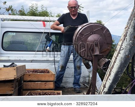 October 2019 Campora, Italy: Elder Man Cutting Chestnuts Before Roasting Them In Special Machinery. 