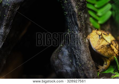 Animal Life In The Tropics. Yellow Frog With Interesting Coloring Looks Straight Ahead. A Tropical T