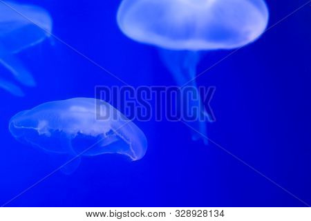 Several Blue Jellyfish In Ocean On A Light Blue Background Of Water. Underwater Life. Texture And Ba
