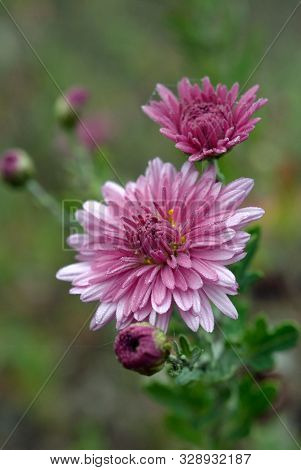 Aster Flower In The Flowerbed Closeup. Shallow Depth Of Field