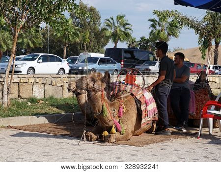 Side / Turkey - October 16 2019: Camels Lie In The Sand And Await The Riders. Active Holidays In Tur