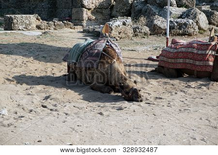 A Tired Camel Is Resting In The Sand With His Head In Front Of Him.